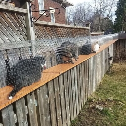 awesome big outdoor catio, cat enclosure with long tunnels and cage