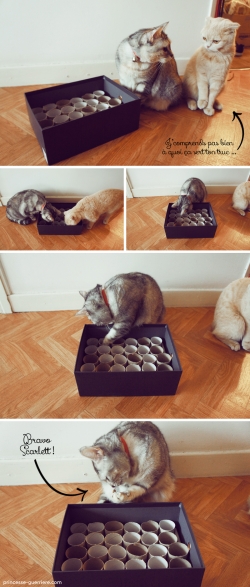 DIY: LA GAMELLE POUR CHATS « STIMULO