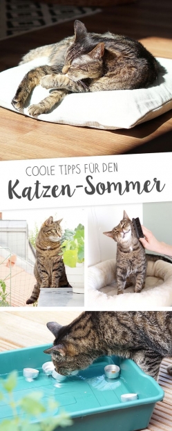 Coole Tipps für den heißen Sommer für Katzen.