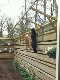 Jardín para gatos