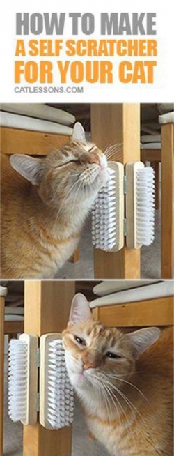 How to make a self scratcher for your cat