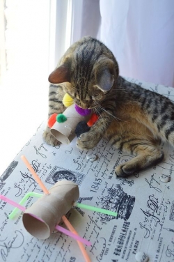 15 Easy DIY Cat Toys You Can Make for Your Kitty TODAY!