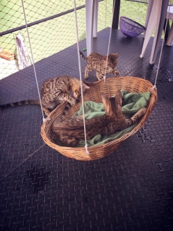 Cozy Cat Beds